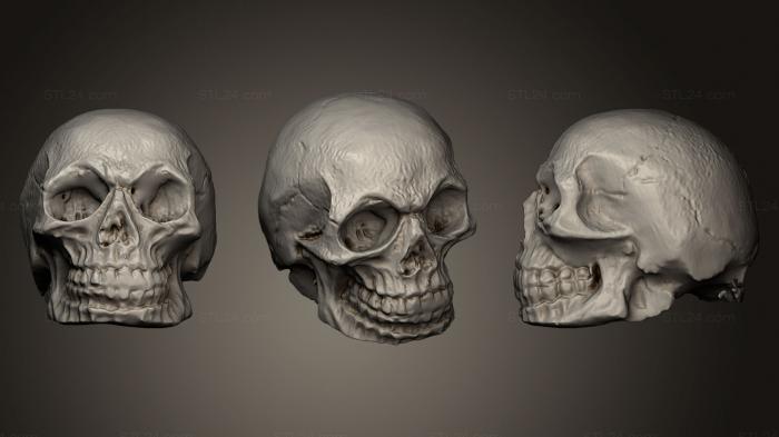 Anatomy of skeletons and skulls (Scull Decimated, ANTM_0179) 3D models for cnc